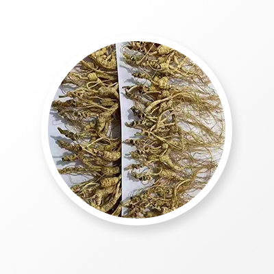 Корень дикого женьшеня, китайский «Женьшень Линксия».