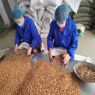 Ядро горького абрикоса