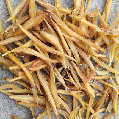Radix Asparagi