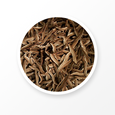 Органическая Ганодерма Лусидум