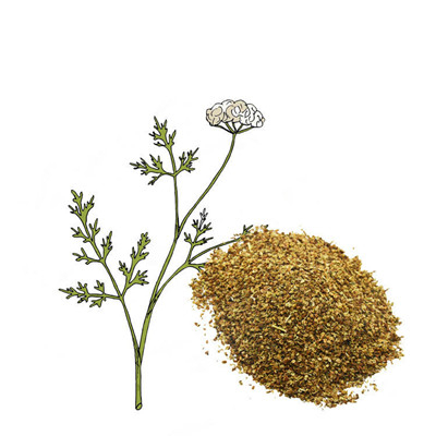 Экстракт фруктуса Cnidii 