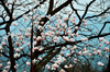 Чай Flos Magnoliae