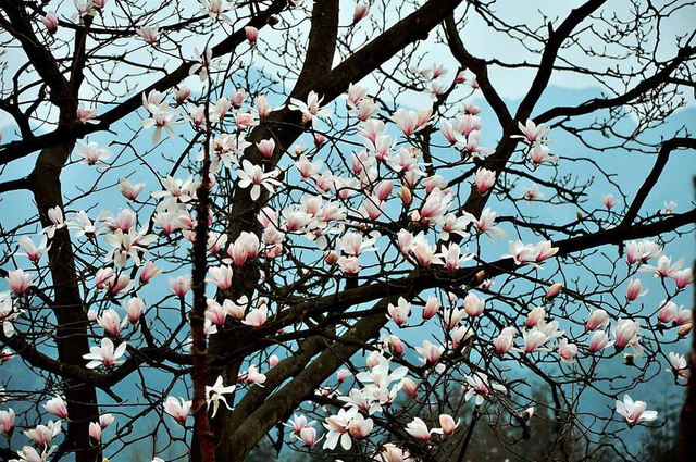 Чай Flos Magnoliae