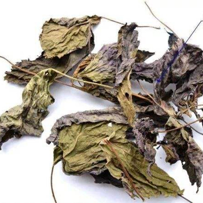 лист периллы 