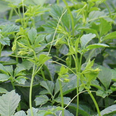 Гиностемма пятилистная Thunb