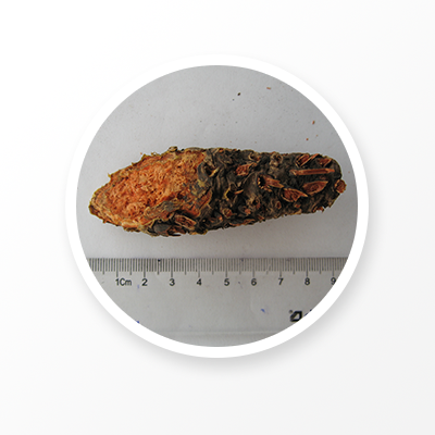 Корень родиолы 