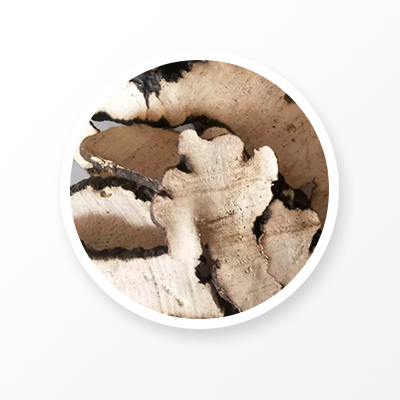 Зонтик Полипор