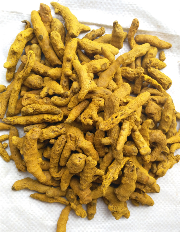 Корень куркумы 