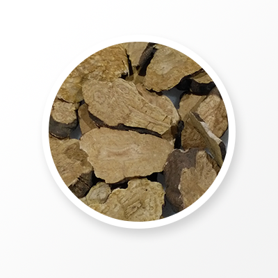 Клубень Руноцветок Корень