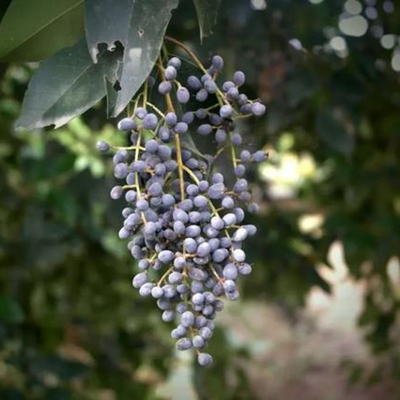 Фруктус Лигустри Лучиди 