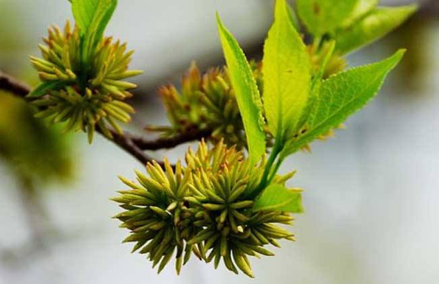 Порошок мужского цветка Eucommia