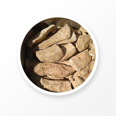 Корень ревеня 