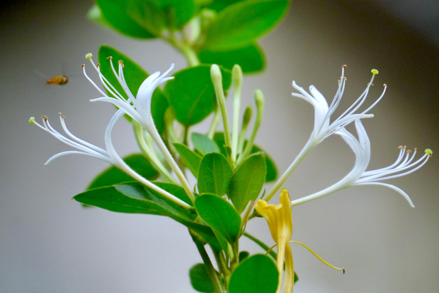 Экстракт цветков органической мёда 