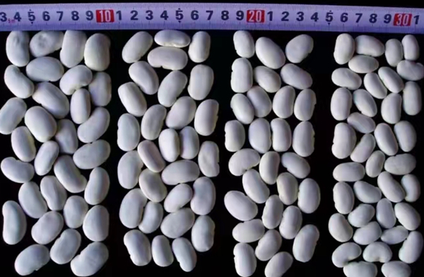 Белая фасоль