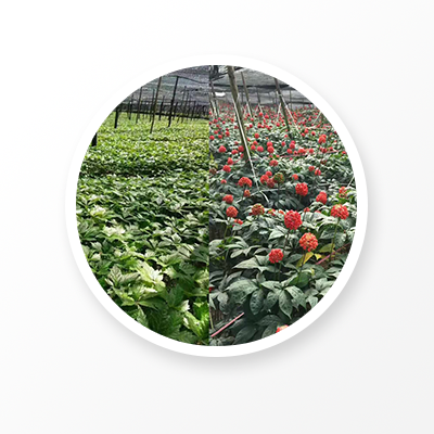 корень нотоженьшеня