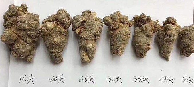 корень нотоженьшеня