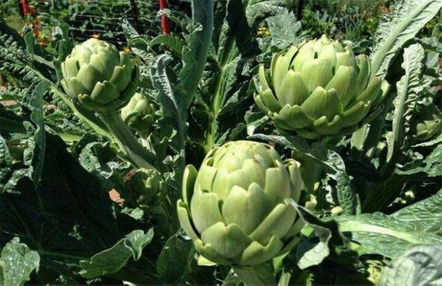 Порошок листьев артишока