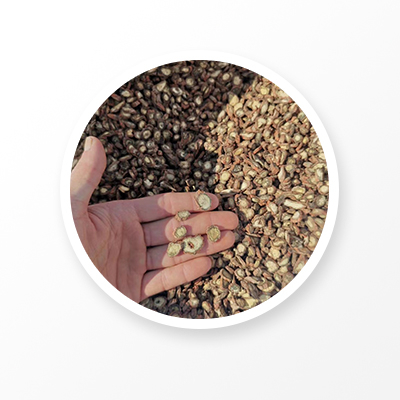 Корень шалфея тысячелистника 