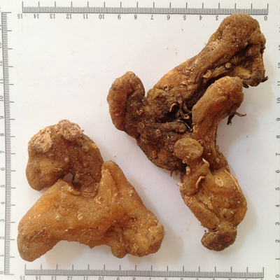 Полигонат Radix 