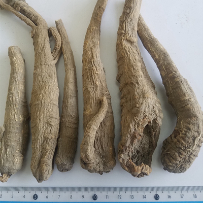 дягиль даурский корень