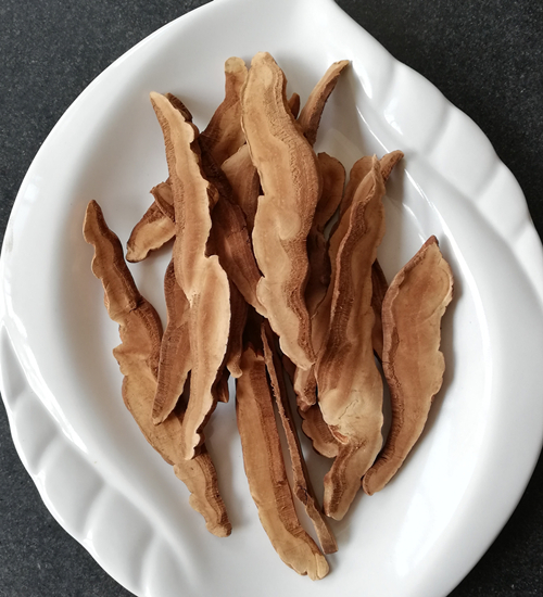 Ганодерма Лусидум