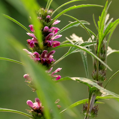 Трава пустырника