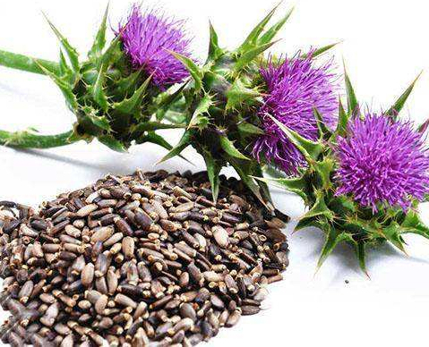 Семена расторопши пятнистой