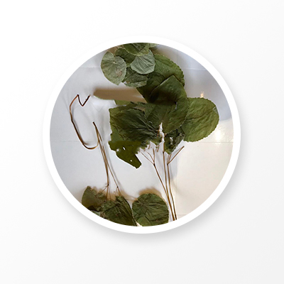 Эпимедиум лист 