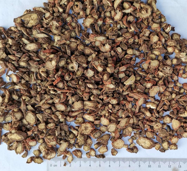 Порошок корня Salvia Miltiorrhiza