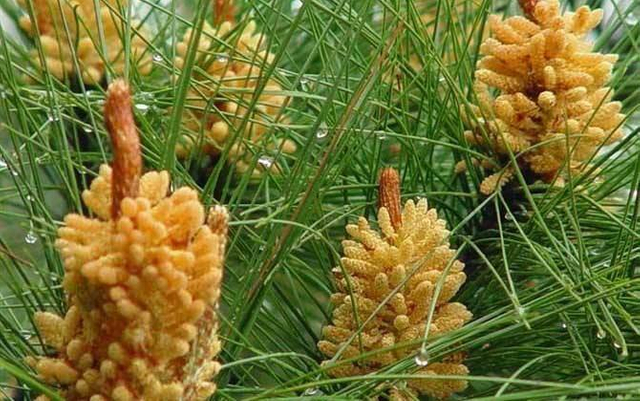 Сосновая пыльца 