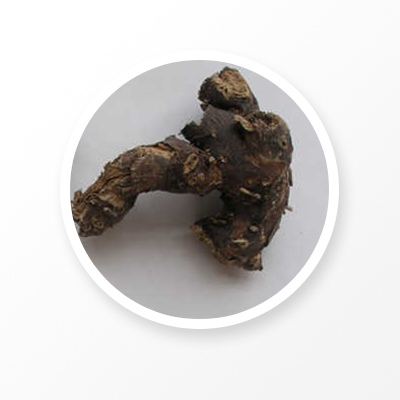 Корень черного кохоша