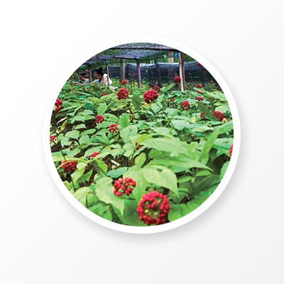 Порошок корня женьшеня 